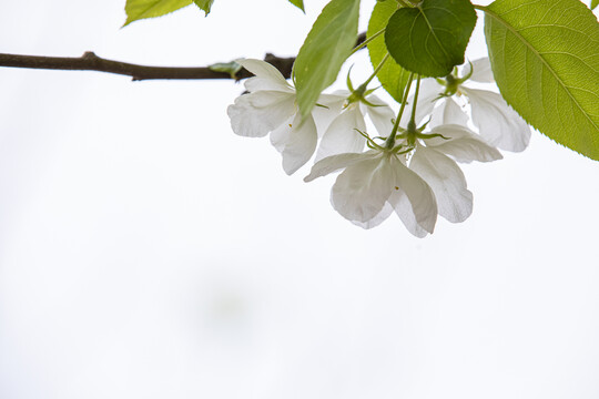 苹果花沙果花