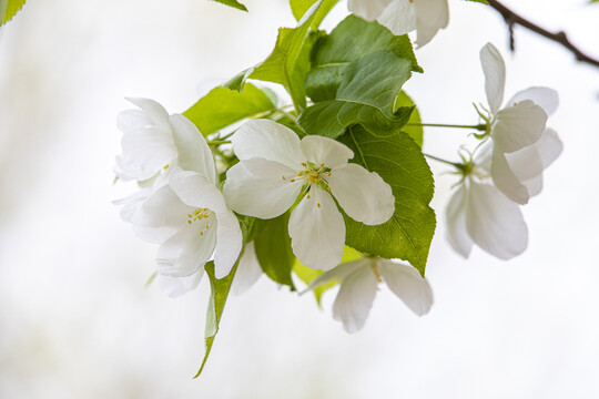 苹果花沙果花