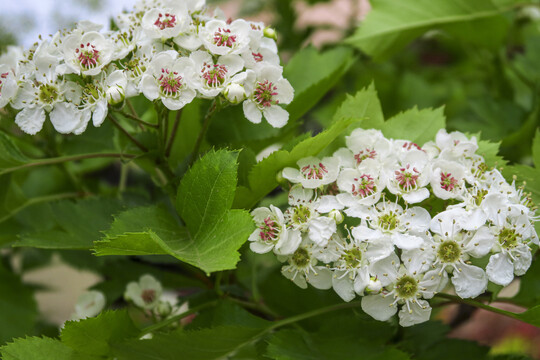 山楂花盛开