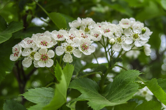 白色山楂花