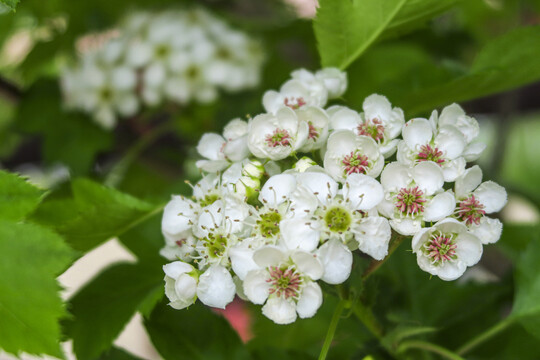 白色山楂花