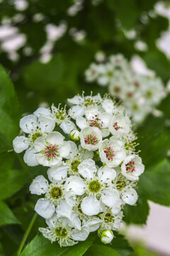 山楂花