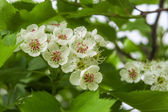 山楂花盛开