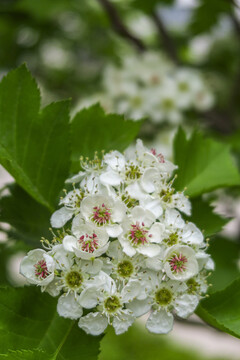 山楂花盛开