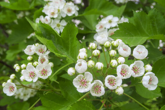 山楂花