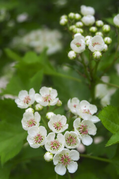 山楂花