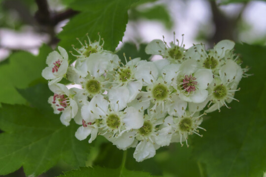 山楂花