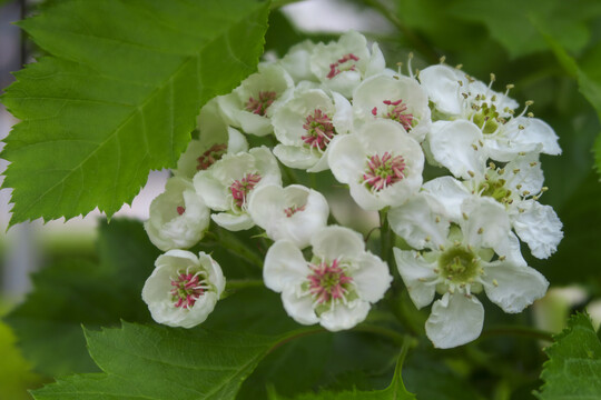 山楂花