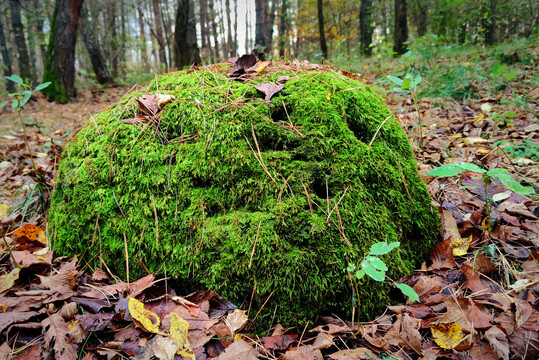 苔藓