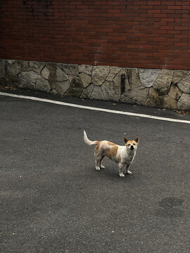 田园犬