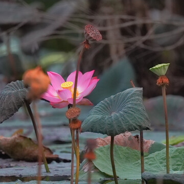 荷花莲蓬