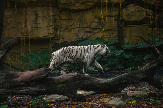 动物园悠闲的老虎