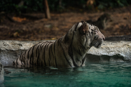 老虎洗浴