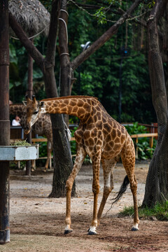 长颈鹿