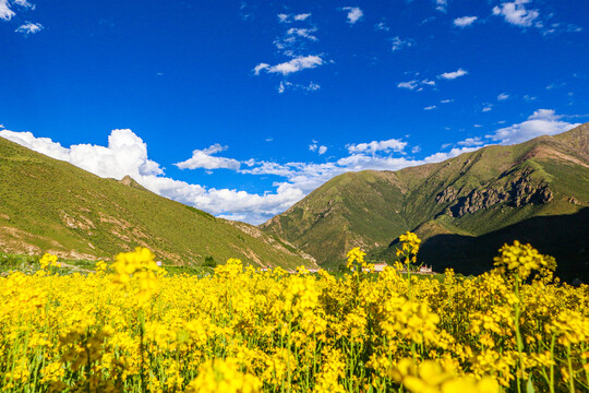 高原油菜花