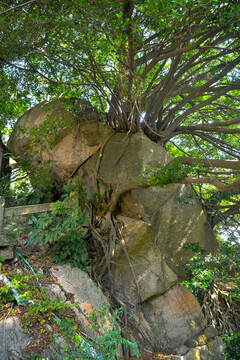 草庵古树