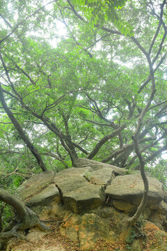 泉州寺庙草庵古树