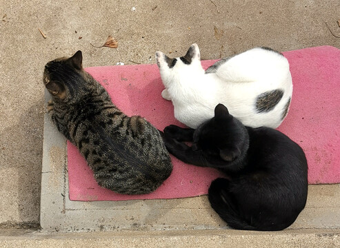 黑白灰三猫兄弟