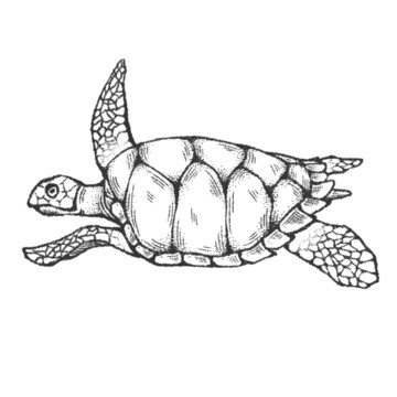 手绘海龟素材