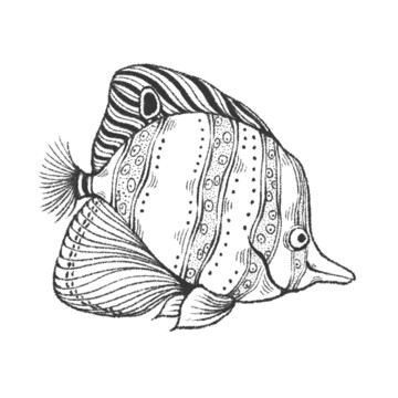 手绘卡通鲳鱼插画
