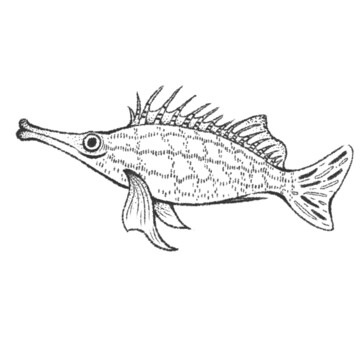 手繪長(zhǎng)嘴魚插畫