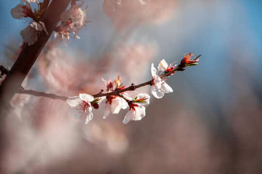 粉色桃花