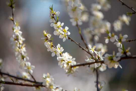 白桃花