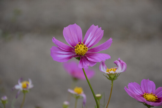 格桑花