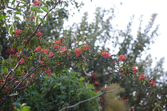 花椒树