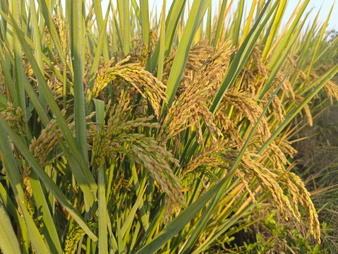 高产稻米