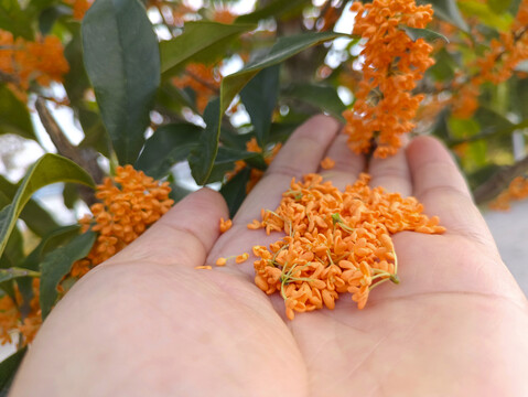 采摘鲜桂花