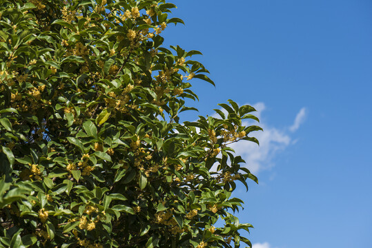 满树桂花