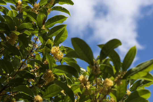 桂花树