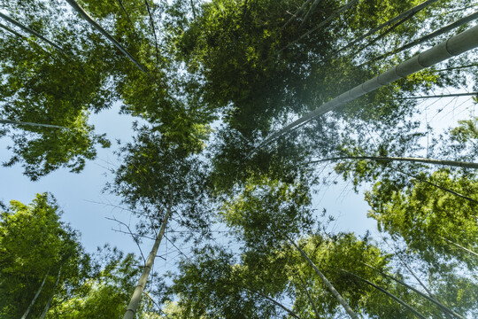 仰拍竹林