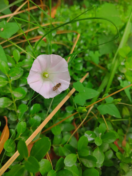 牵牛花