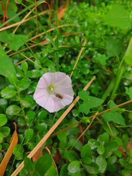 牵牛花