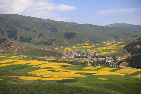 高山草甸