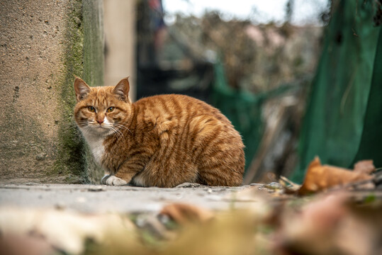 流浪猫