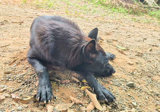 中华田园犬