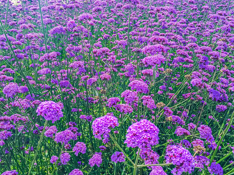 马鞭花