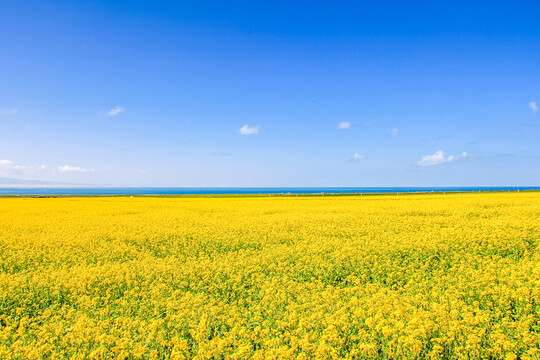 青海湖油菜花