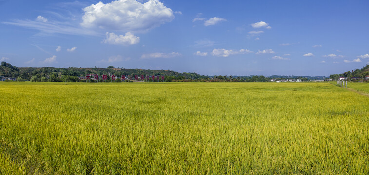 乐山夹江稻药轮作基地