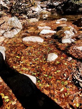 落叶盖满的溪塘