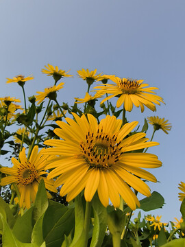 串叶松香草黄花