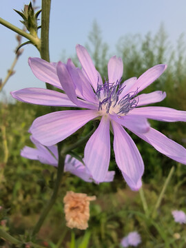 山莴苣紫花
