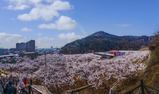 东港孤山杏花园