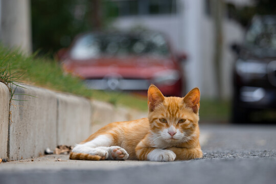 秋日流浪小橘猫