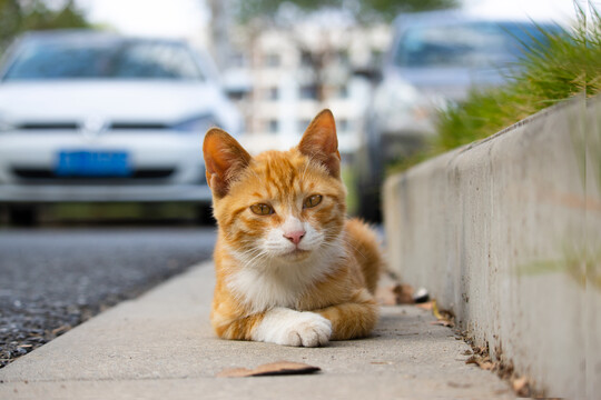 秋日流浪小橘猫