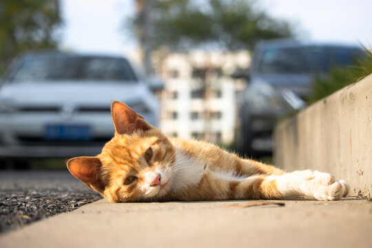 秋日流浪小橘猫