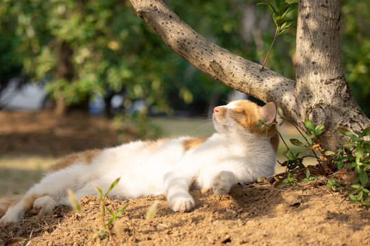 桂树下的小橘猫